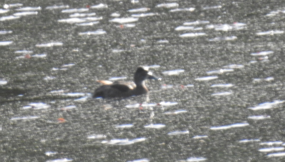 Ring-necked Duck - ML619483333