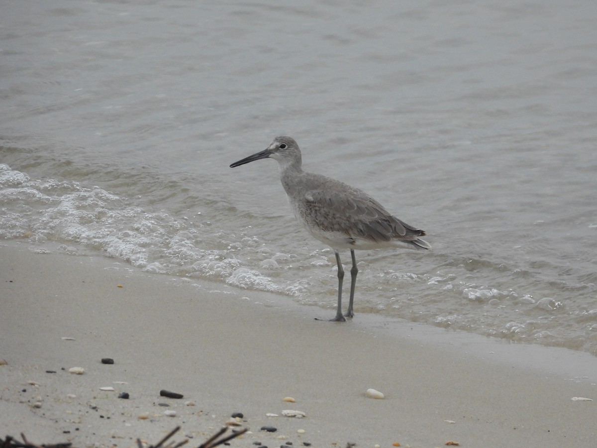 Willet - John Burleson