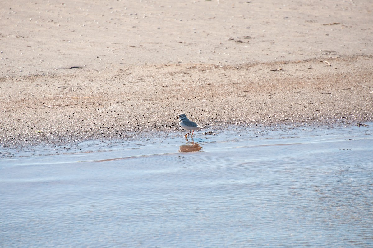 Piping Plover - Pamela Steiner