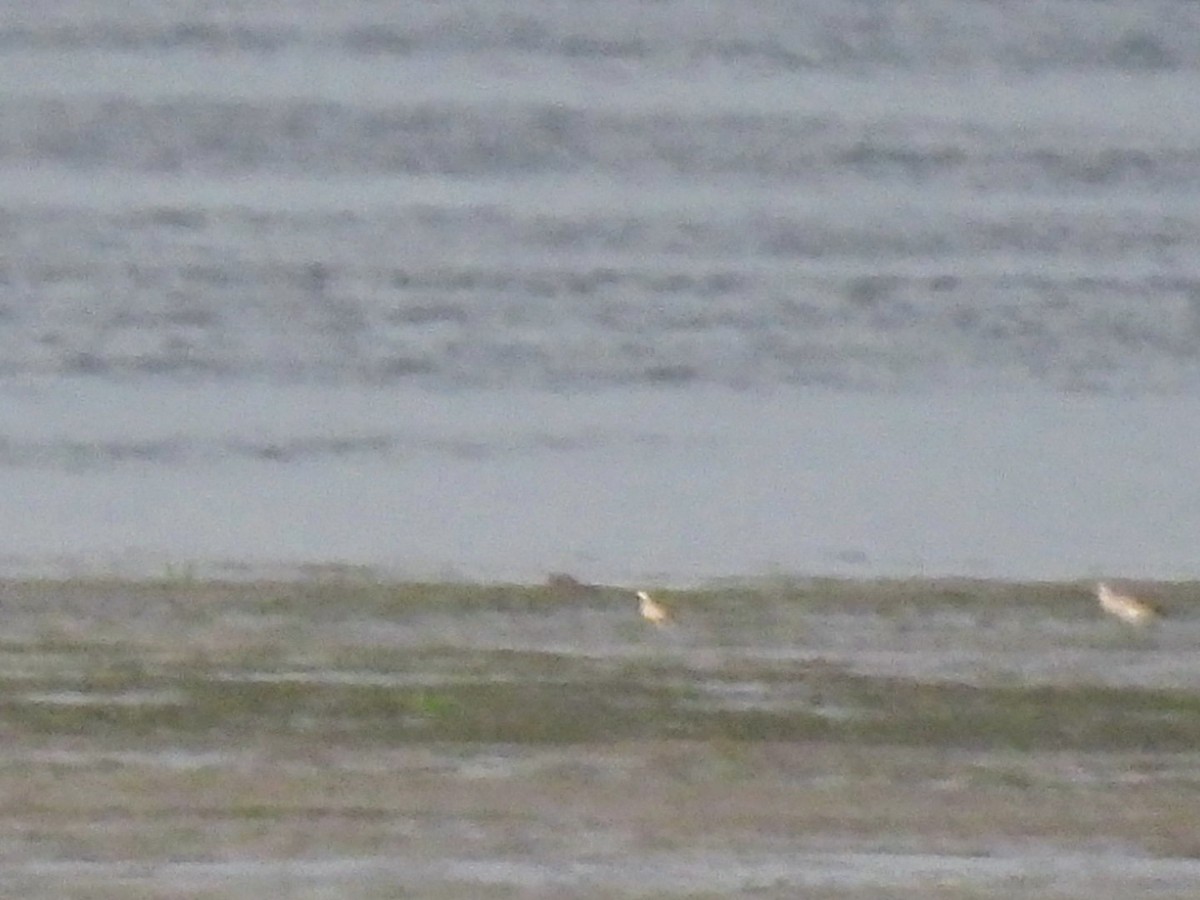 Black-bellied Plover - Kristy Eleftheriou