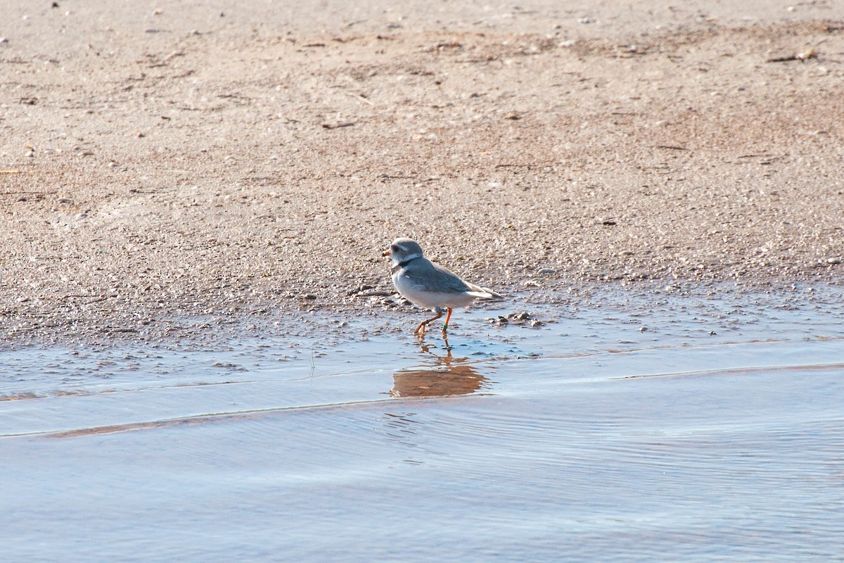 Piping Plover - Pamela Steiner