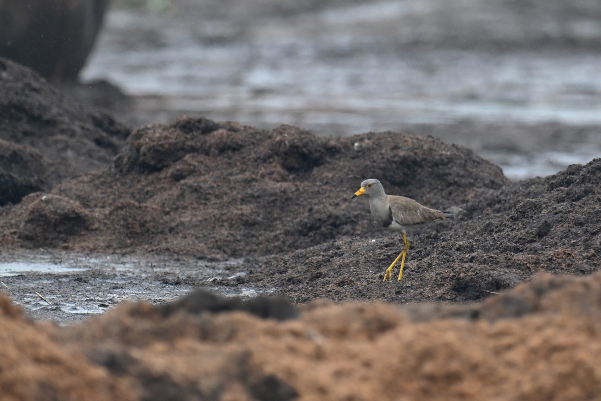 Gray-headed Lapwing - ML619483345