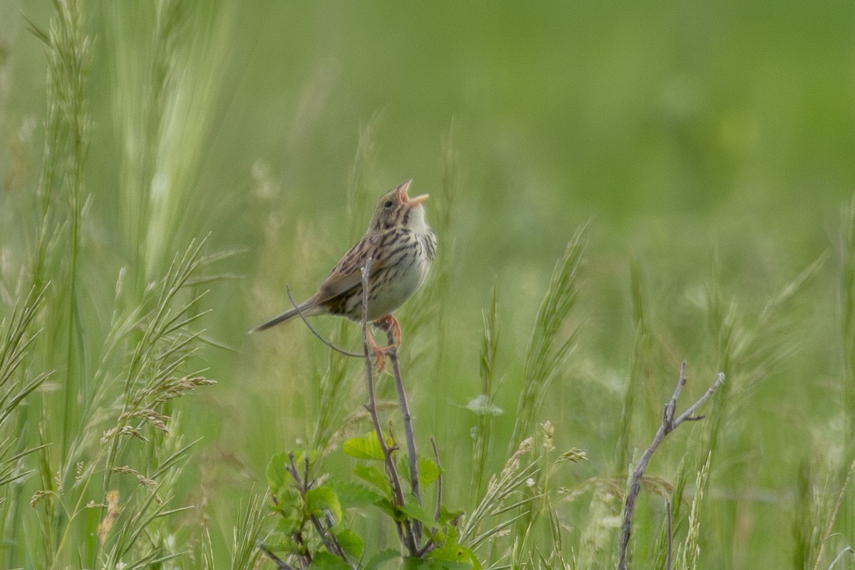 Henslow's Sparrow - Tobin Brown