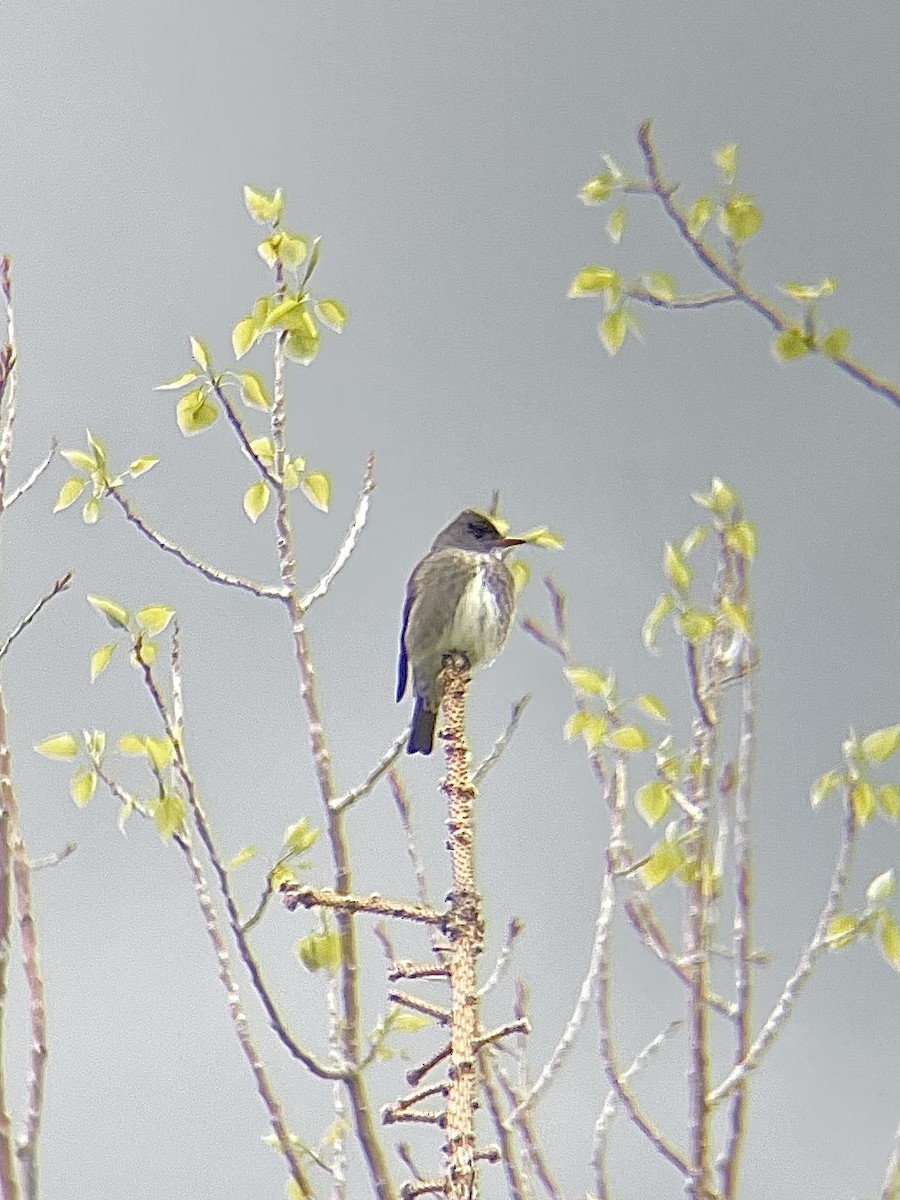 Olive-sided Flycatcher - Kelsey B