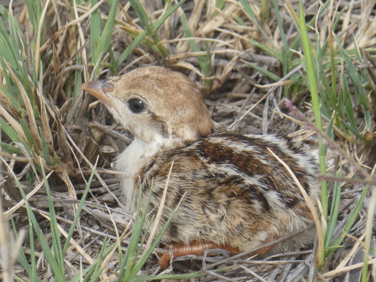 Red-legged Partridge - Luis  Martinez-Mena García