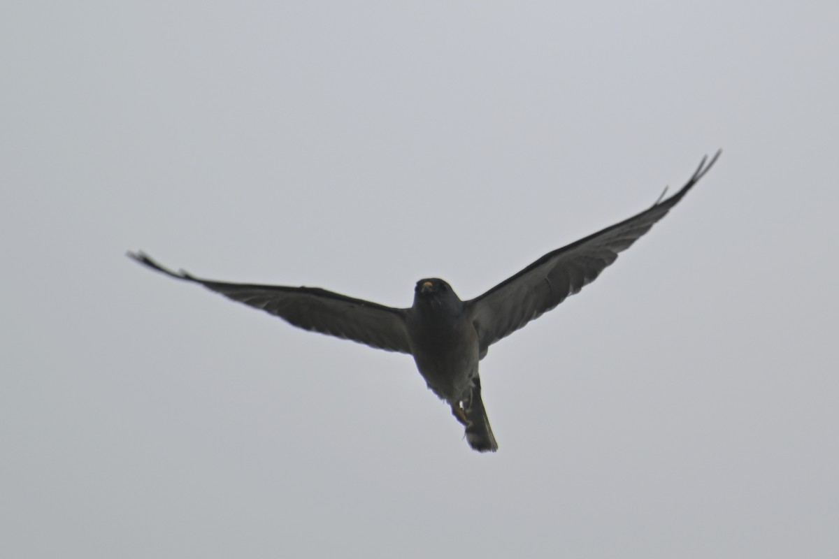 Chinese Sparrowhawk - Ting-Wei (廷維) HUNG (洪)