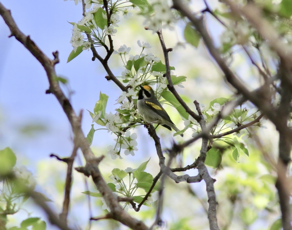Golden-winged Warbler - Jim Kuehlke