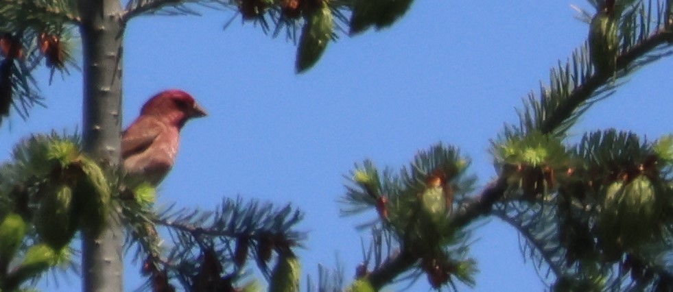 Purple Finch - Walter Thorne