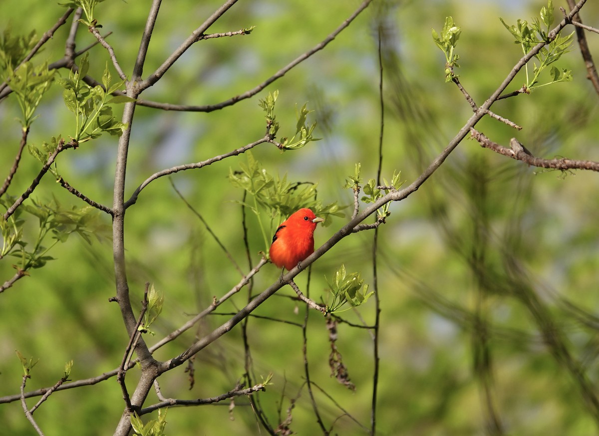 Scarlet Tanager - Brenda Werntz