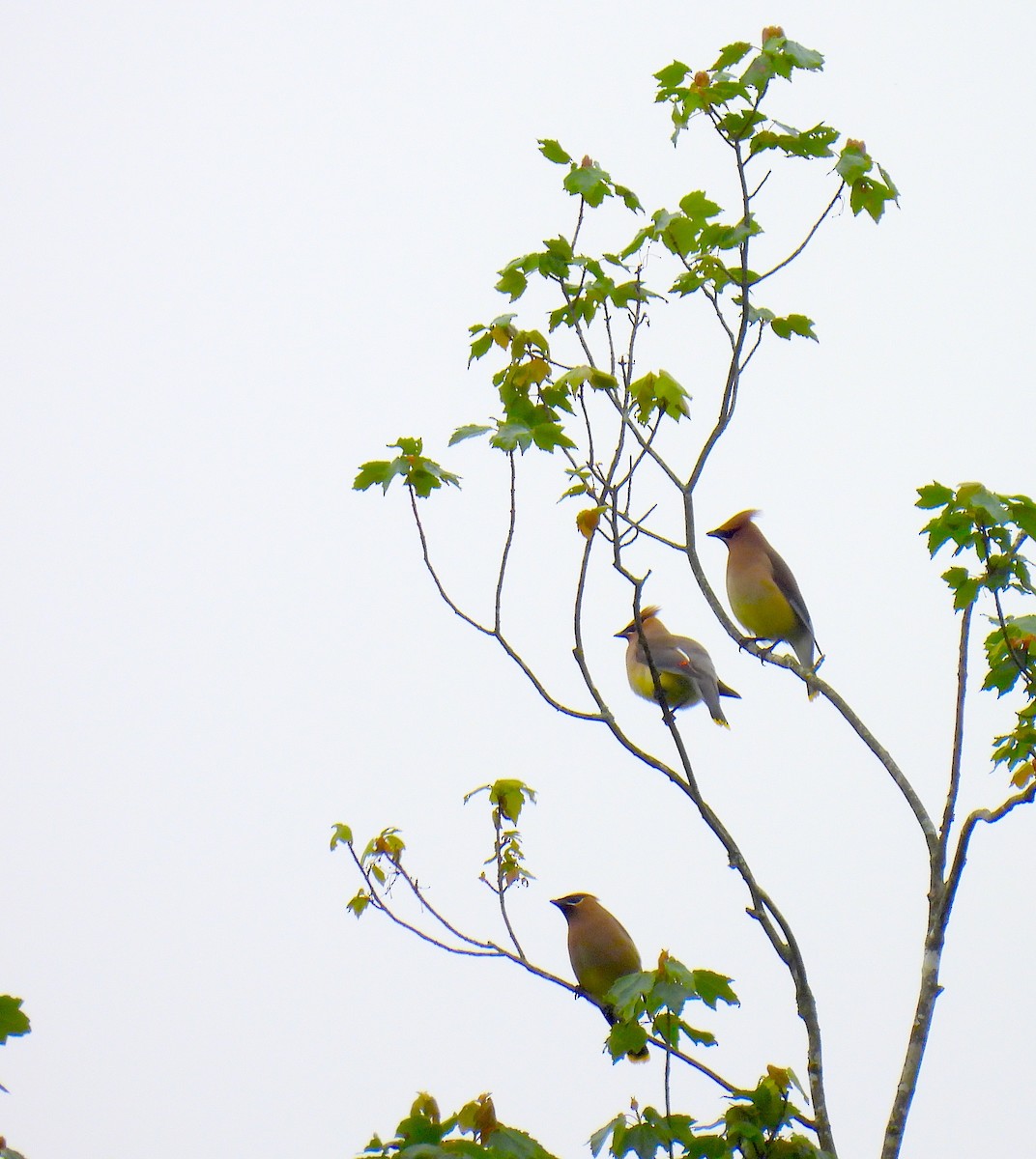 Cedar Waxwing - Terry Pundiak