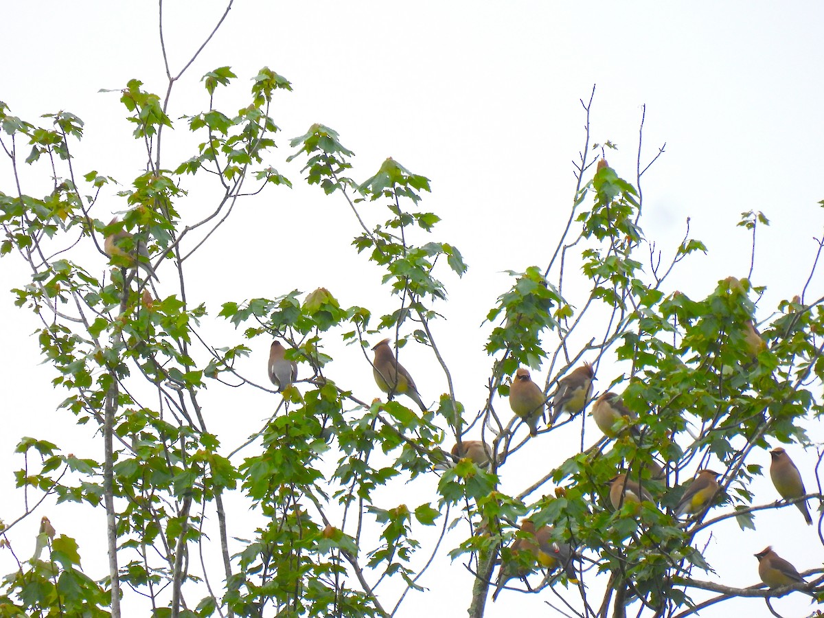 Cedar Waxwing - ML619483405