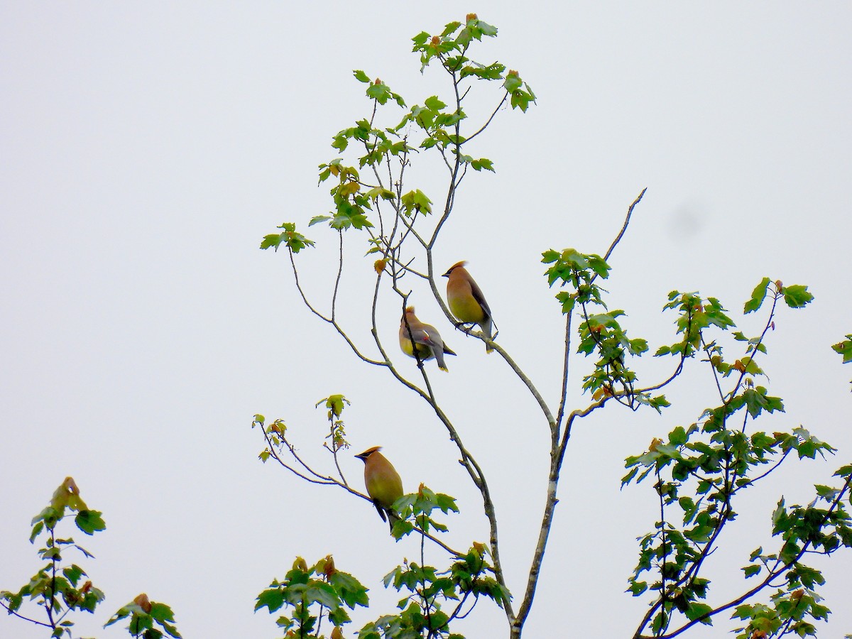 Cedar Waxwing - Terry Pundiak