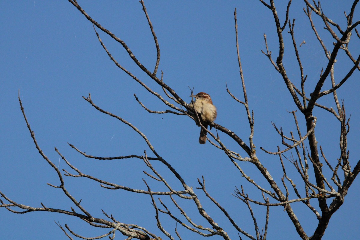 Carolina Wren - Fritz (Boch) Hoeflein