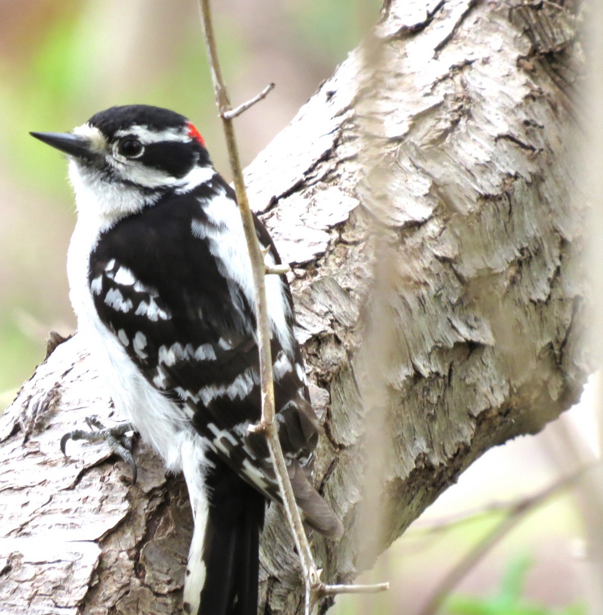 Downy Woodpecker - ML619483415