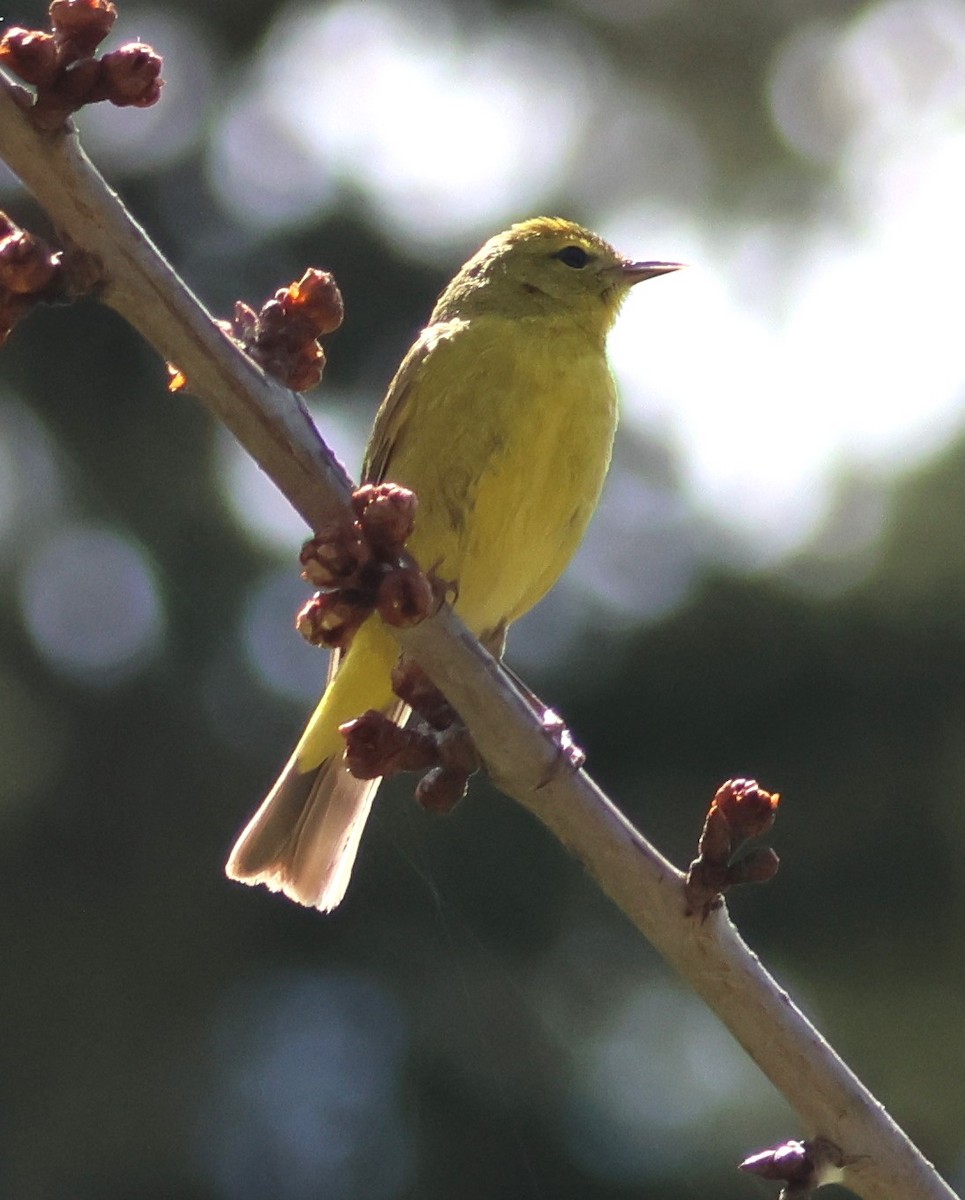 Orange-crowned Warbler - Walter Thorne