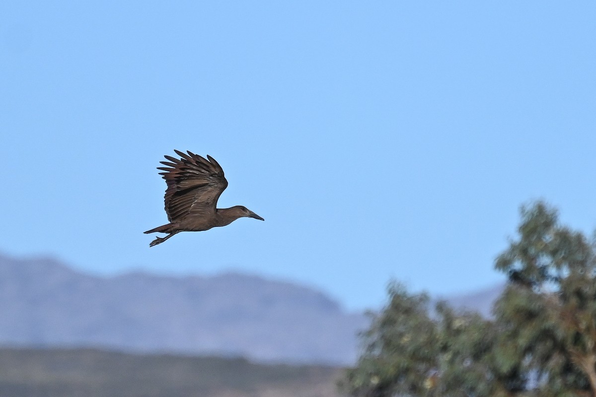 Hamerkop - Marcelina Poddaniec