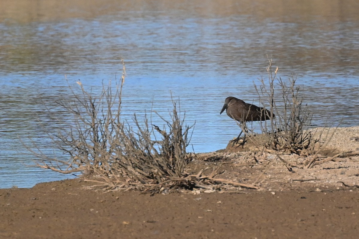 Hamerkop - Marcelina Poddaniec