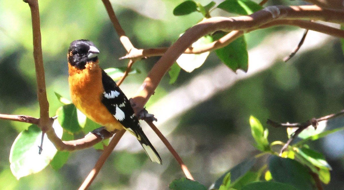 Black-headed Grosbeak - Walter Thorne