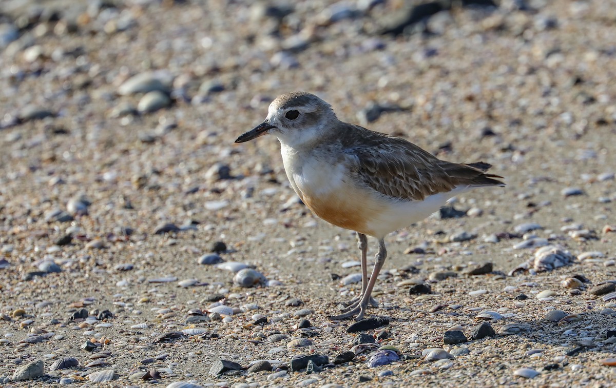 Red-breasted Dotterel (Northern) - Mike Edgecombe