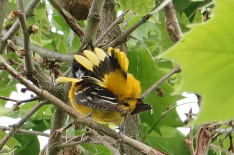 Baltimore Oriole - Linda Hamp