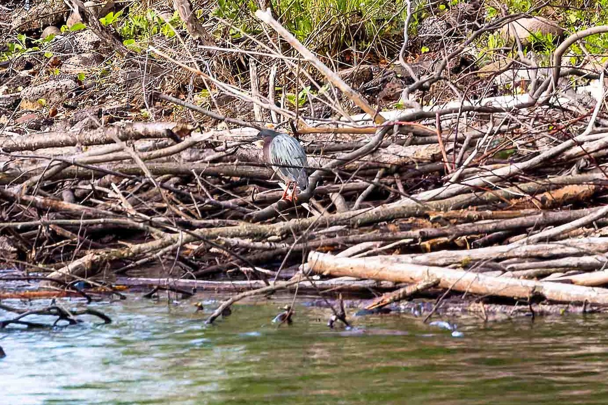 Green Heron - Sheri Minardi