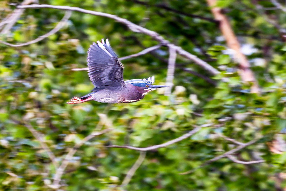 Green Heron - Sheri Minardi