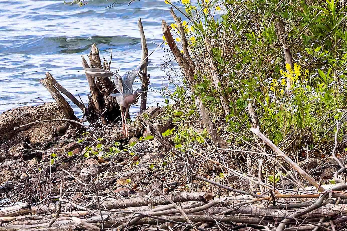 Green Heron - Sheri Minardi