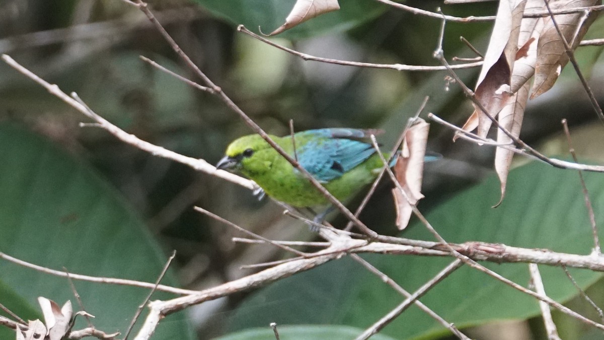 Dotted Tanager - Paul Gössinger