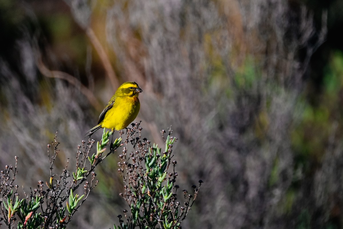 Brimstone Canary - Marcelina Poddaniec