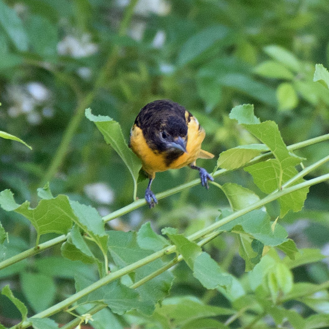 Baltimore Oriole - ML619483483