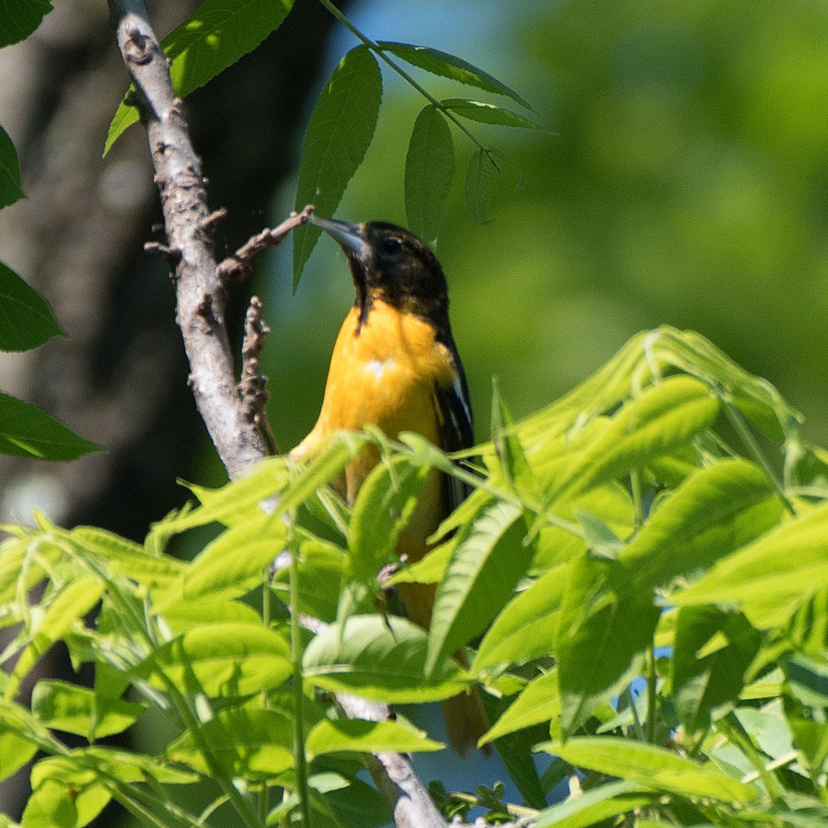 Oriole de Baltimore - ML619483484