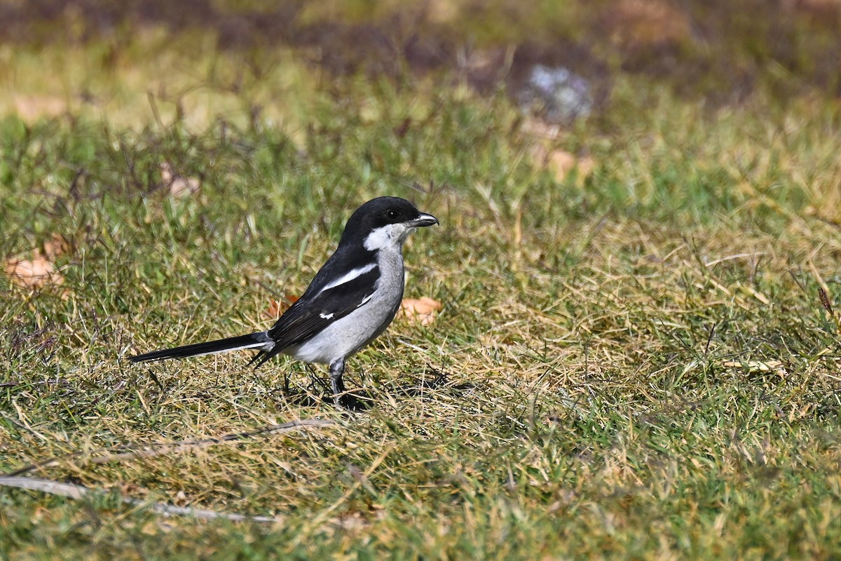 Southern Fiscal - Marcelina Poddaniec