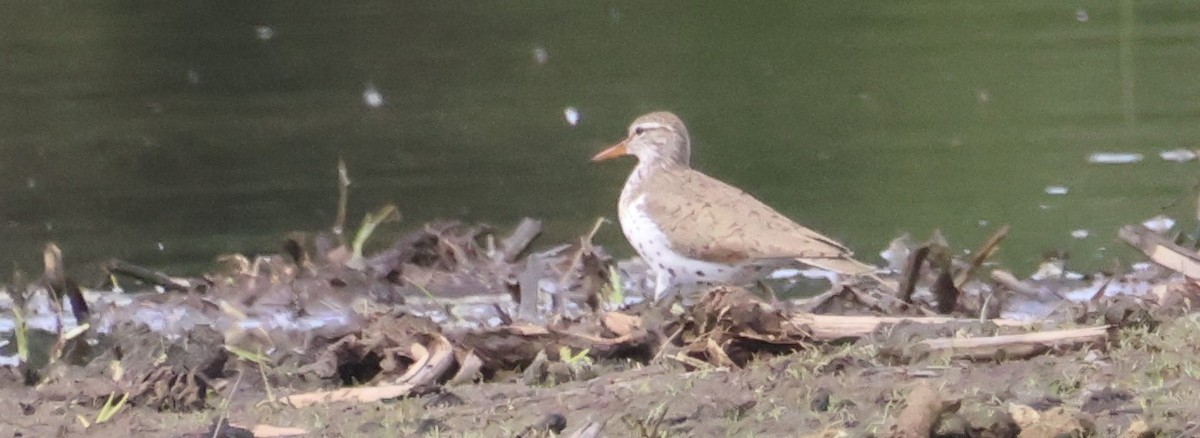 Spotted Sandpiper - Walter Thorne
