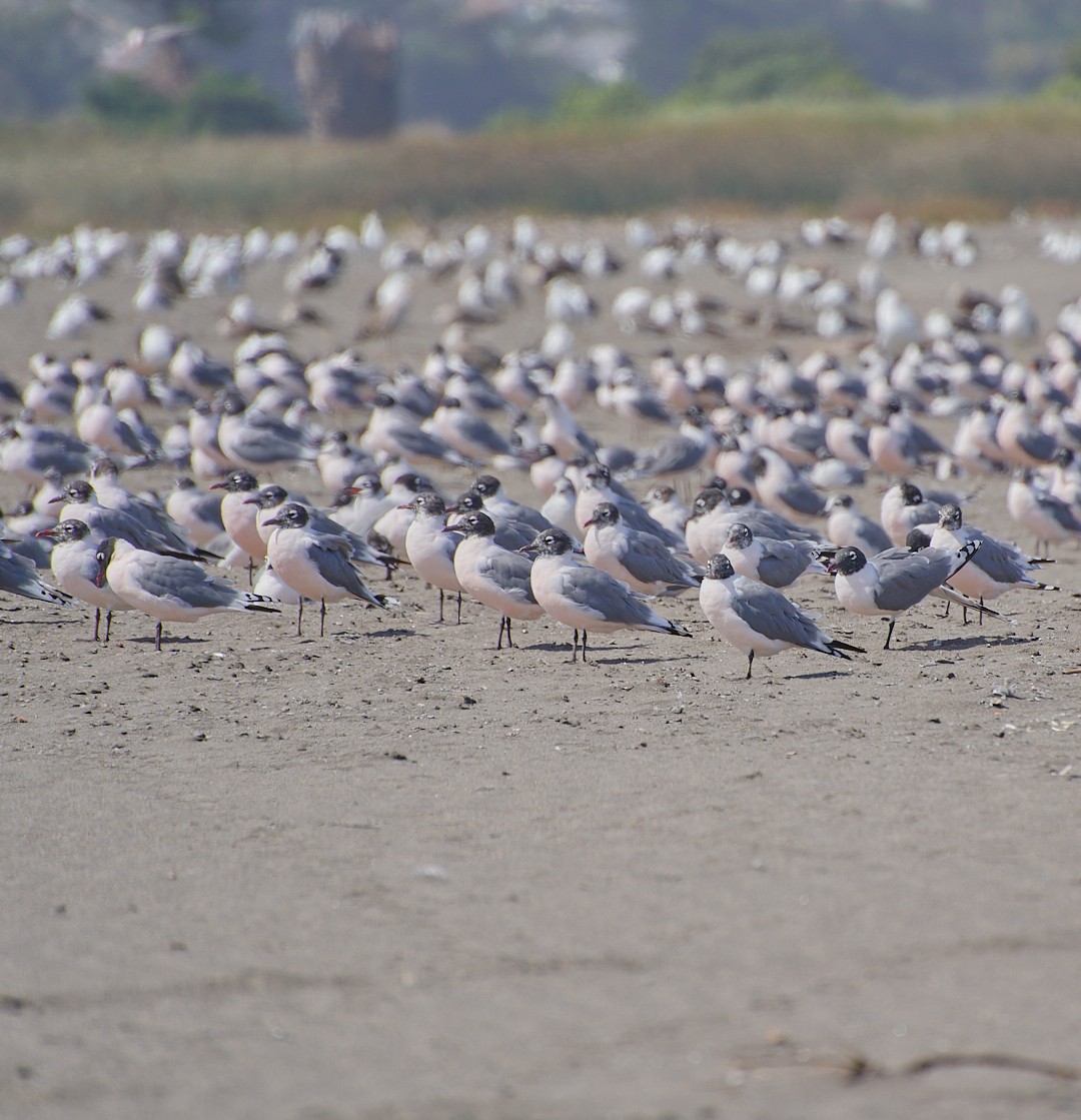 Franklin's Gull - Angélica  Abarca