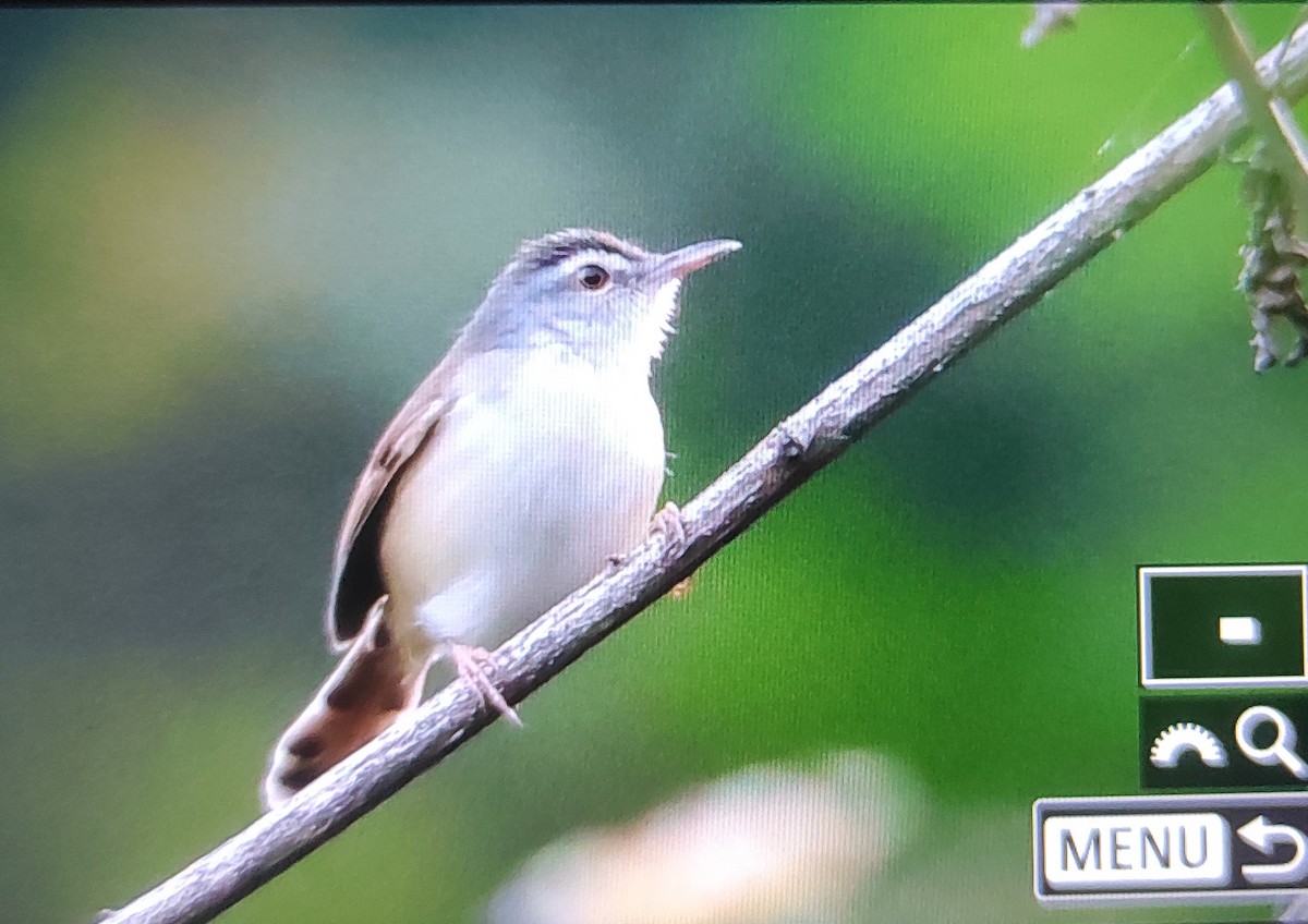 Rufescent Prinia - Aniruddha  Roy