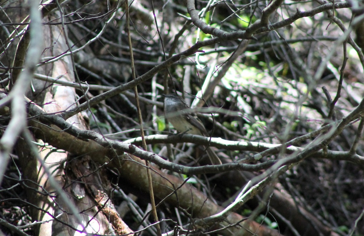 White-throated Tyrannulet - Oscar Geovanni Díaz