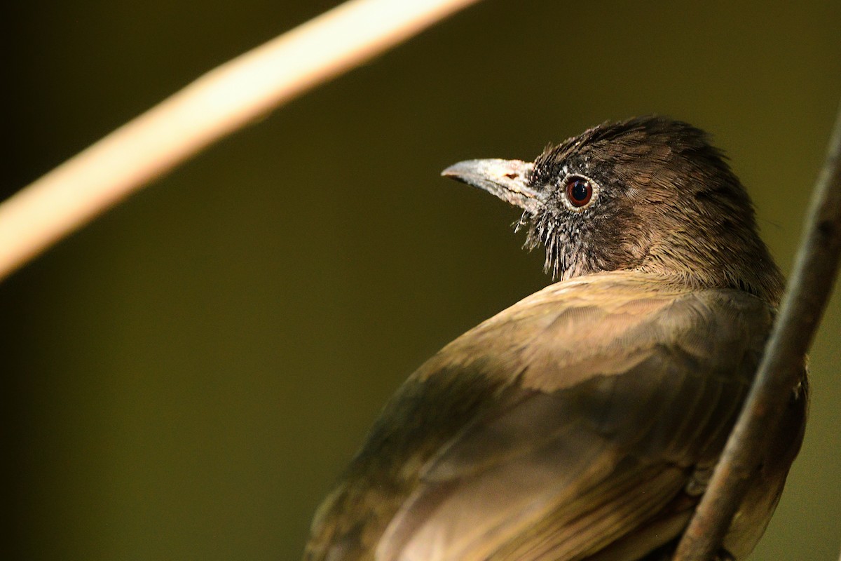 Common Bulbul - Cole Penning