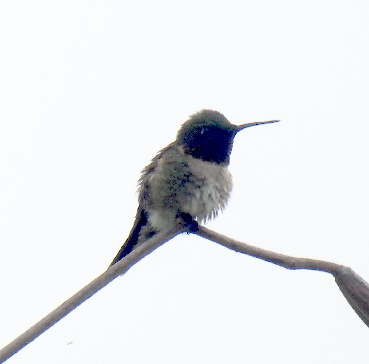 Colibri à gorge rubis - ML619483526