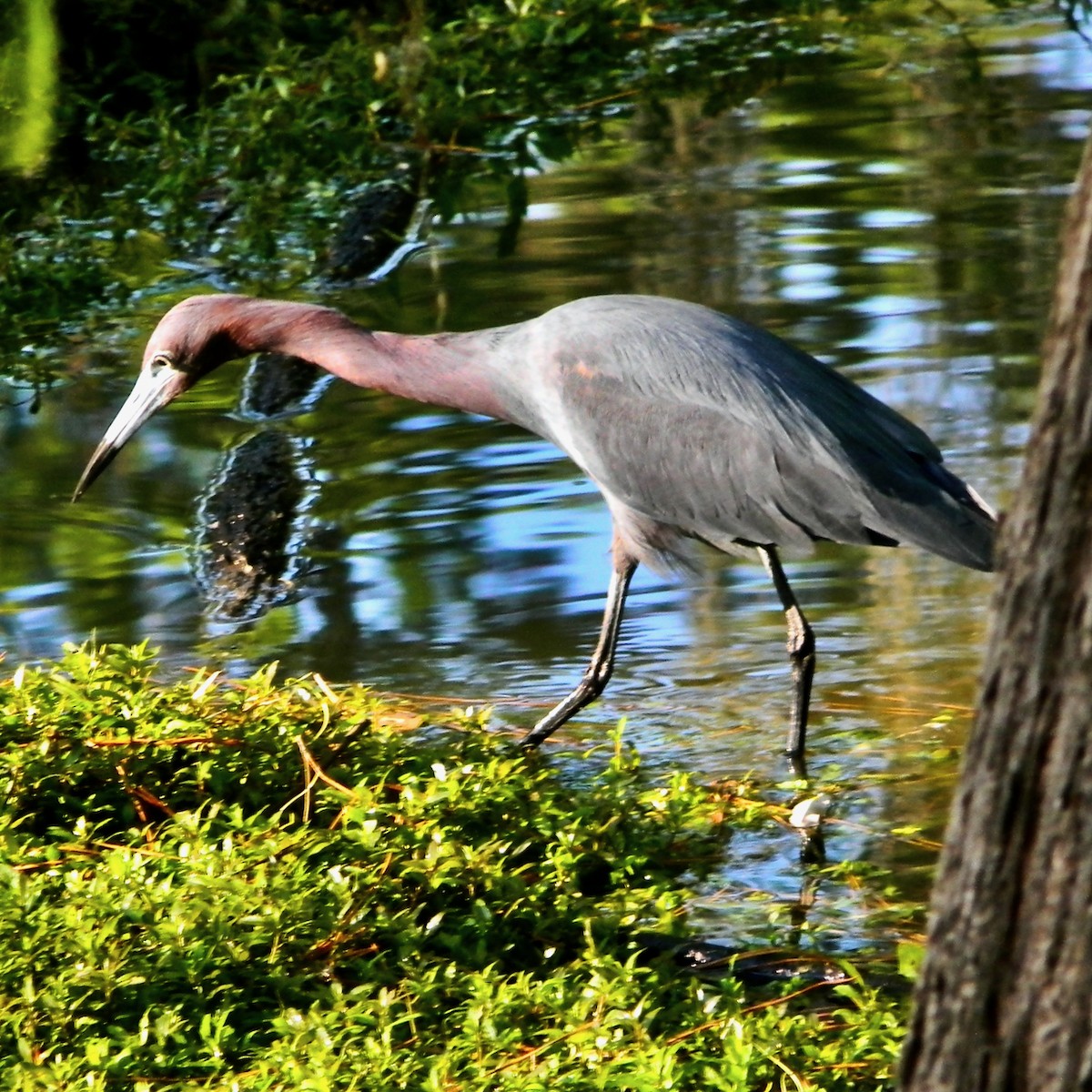 Little Blue Heron - Bob Peterson