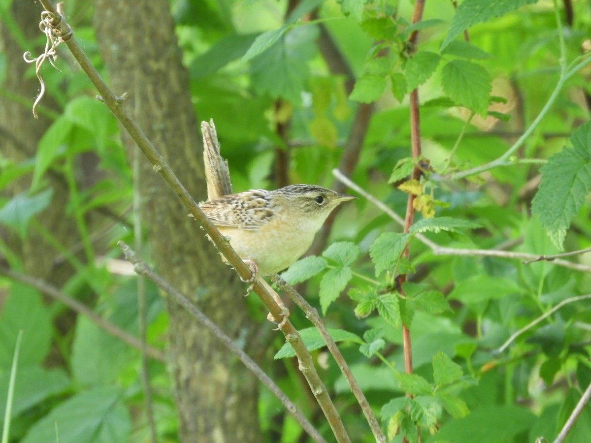 Sedge Wren - Bob Kennedy