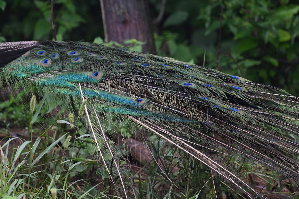 Indian Peafowl - Ting-Wei (廷維) HUNG (洪)