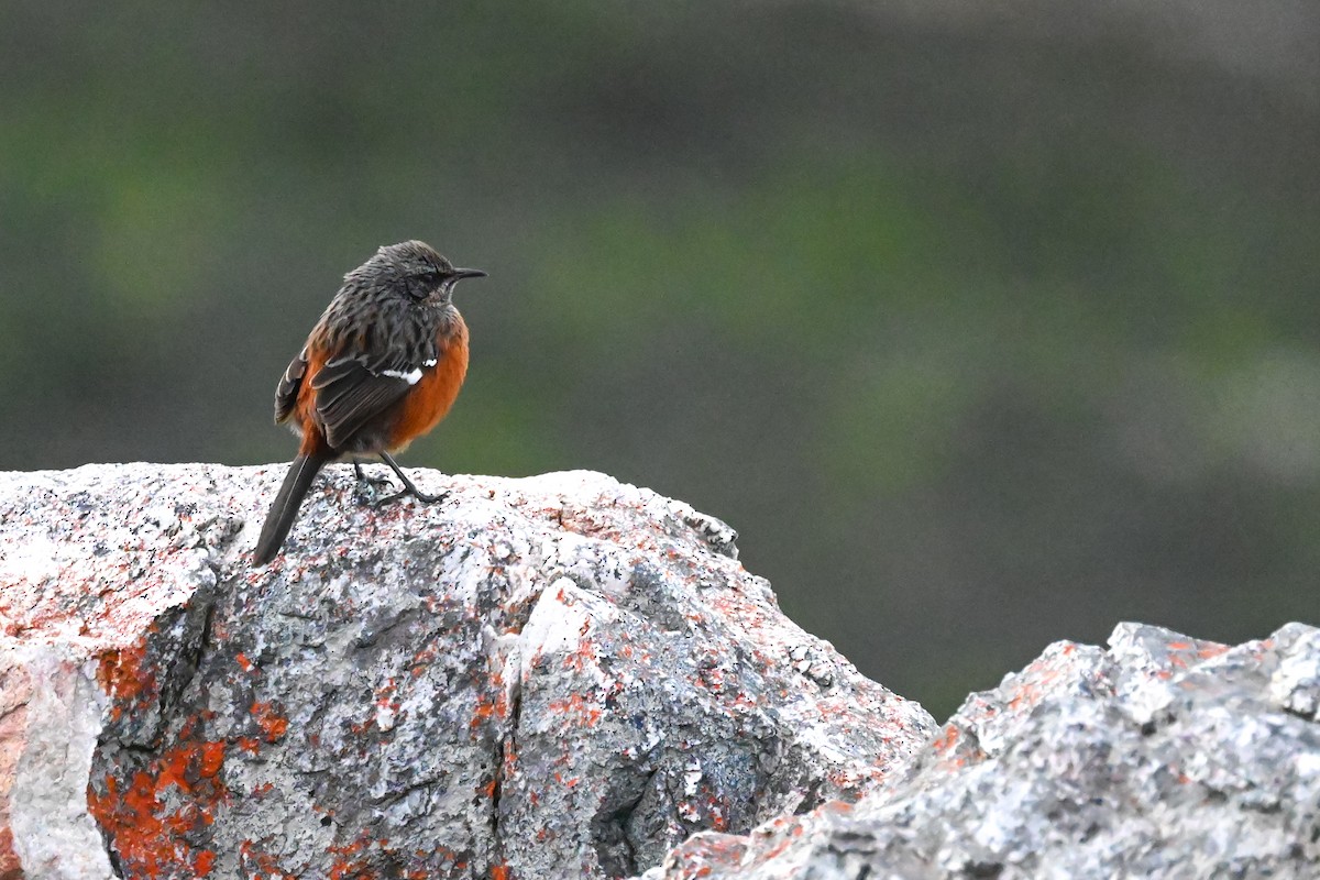 Cape Rockjumper - Marcelina Poddaniec