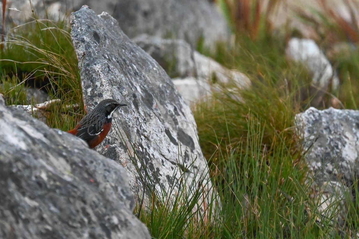 Cape Rockjumper - Marcelina Poddaniec