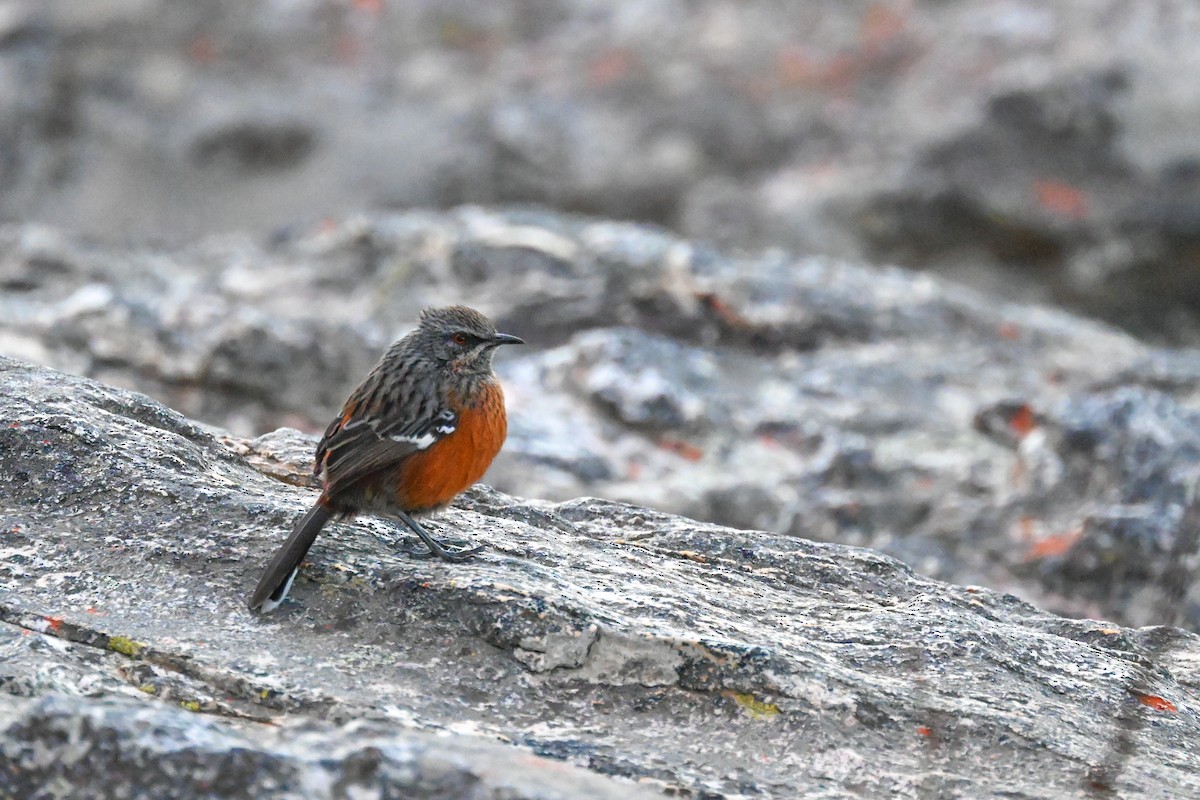 Cape Rockjumper - Marcelina Poddaniec