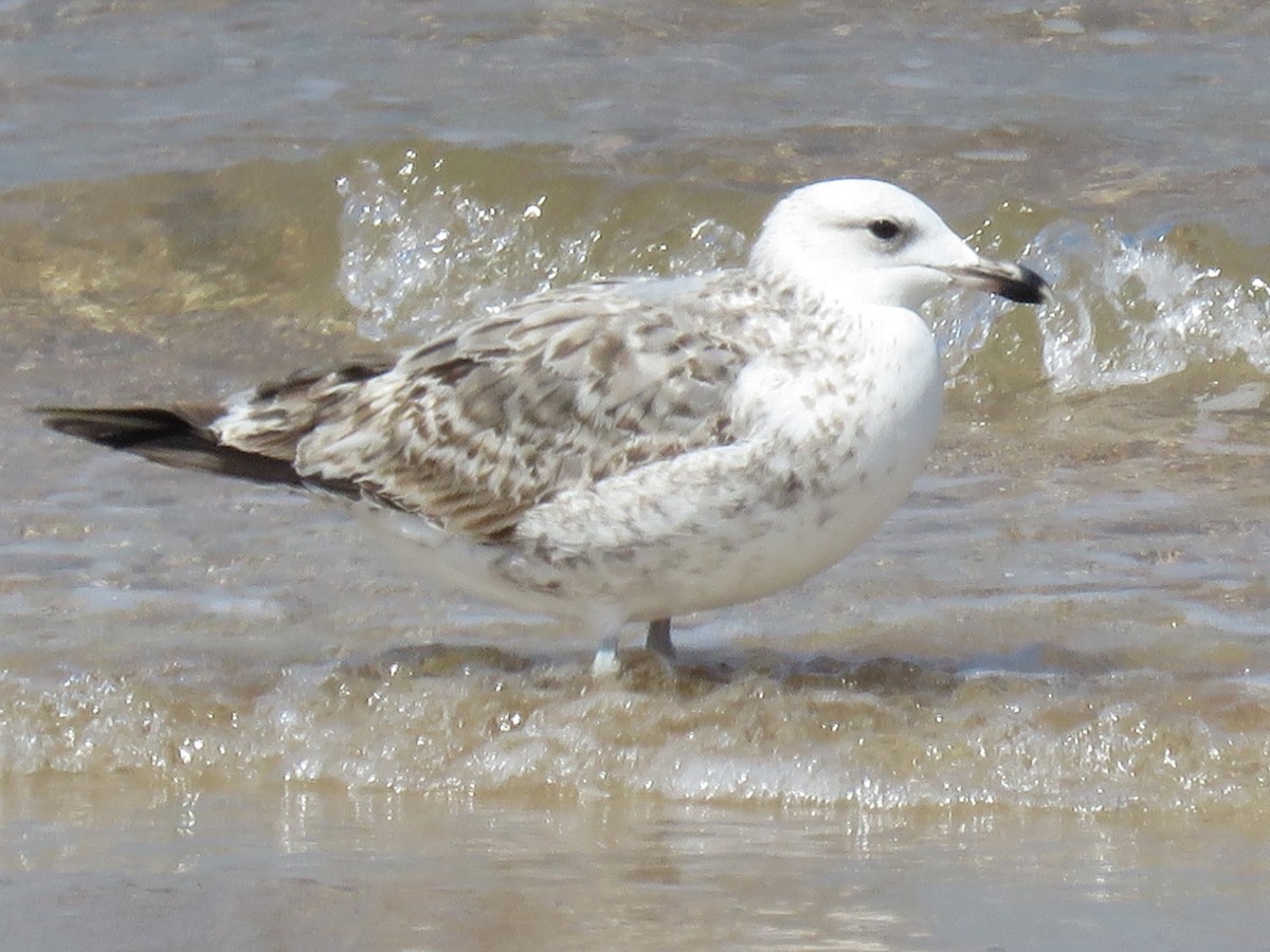 Larus sp. - Stephen Taylor