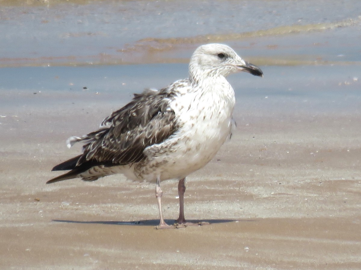 Larus sp. - Stephen Taylor