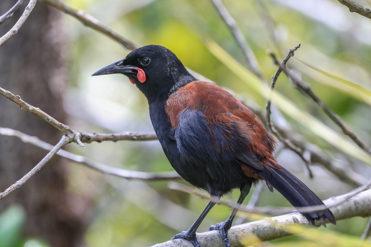 Tieke de Isla Norte - ML619483545