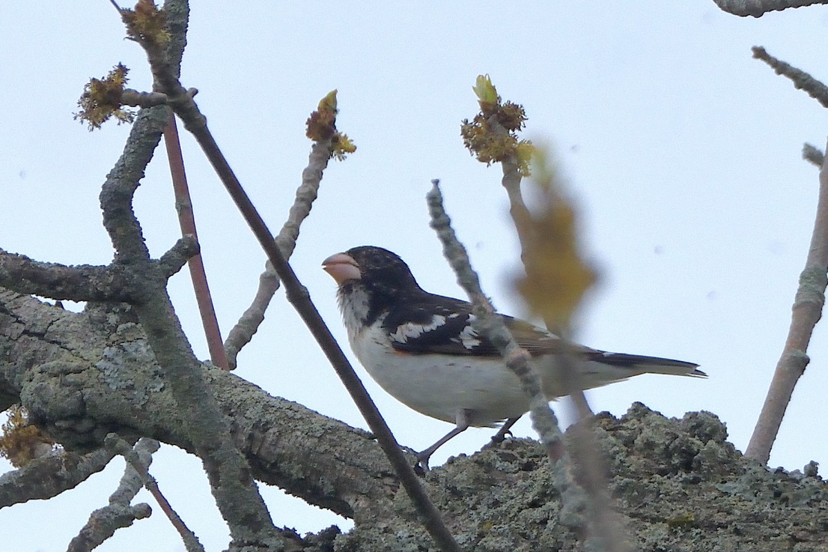 Rose-breasted Grosbeak - Richard Guillet