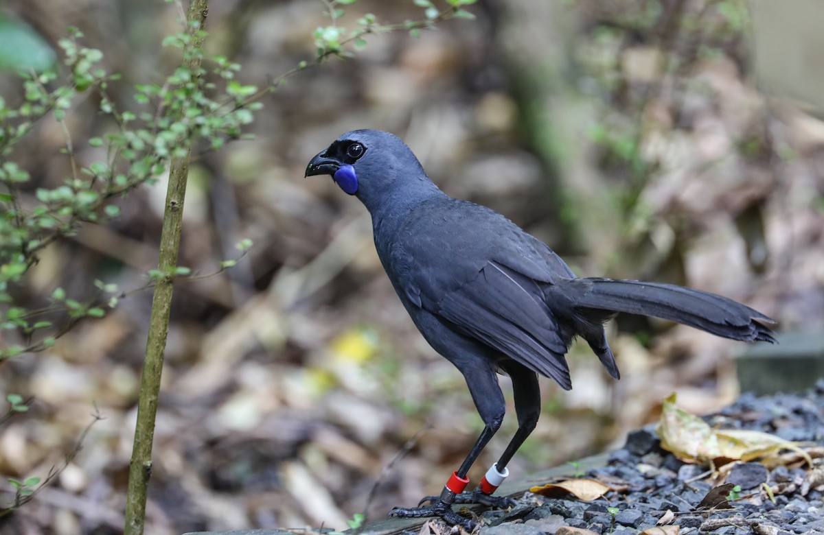 Kokako de Isla Norte - ML619483549