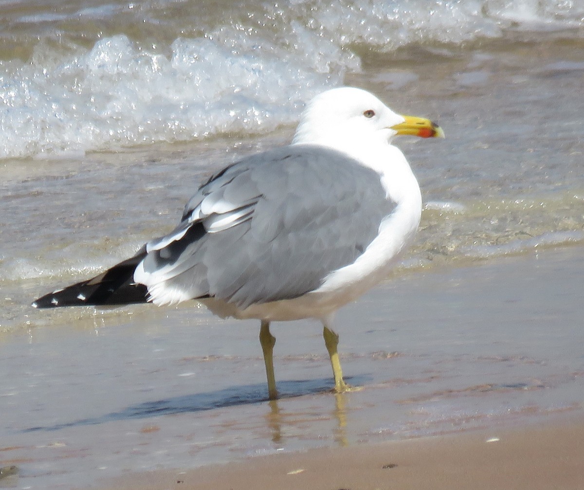 Lesser Black-backed Gull (Steppe) - Stephen Taylor